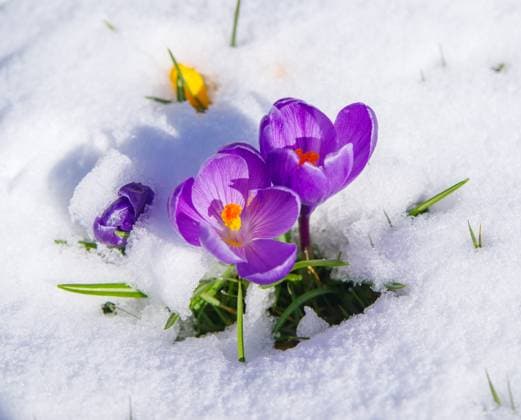 crocusses in snow blooming crocusses covered with a fresh layer of march snow Copyright: xZoonar.com Hansennx 20012731