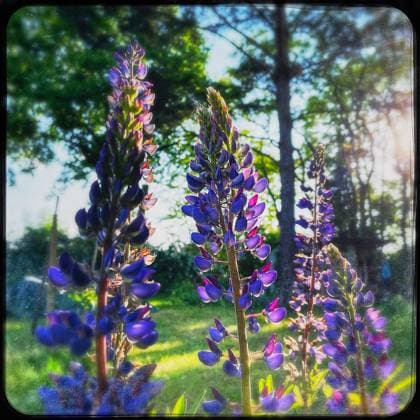 Natur Lupine Bluetentrauben einer blauen Lupine (Lupinus), auch Lupinenbohne, Wolfsbohne oder Feigbohne genannt, aus der Familie der Schmetterlingsbluetler (Fabaceae). Lupinen sind vielseitige Nutz- und Zierpflanzen. 25.5.2023, *** Nature lupine blossom clusters of a blue lupine Lupinus , also called lupine bean, wolf bean or fig bean, from the butterfly family Fabaceae Lupines are versatile useful and ornamental plants 25 5 2023,