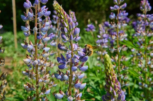 Natur Lupine Eine Biene an Bluetentrauben einer blauen Lupine (Lupinus), auch Lupinenbohne, Wolfsbohne oder Feigbohne genannt, aus der Familie der Schmetterlingsbluetler (Fabaceae). Lupinen sind vielseitige Nutz- und Zierpflanzen. 27.5.2023, *** Nature Lupine A bee at blossom clusters of a blue lupine Lupinus , also called lupine bean, wolf bean or fig bean, from the butterfly family Fabaceae Lupines are versatile useful and ornamental plants 27 5 2023,