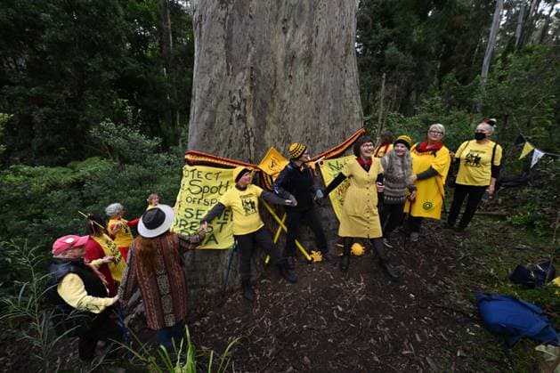 Bilder des Jahres 2023, News June 06 News Themen der Woche KW23 News Bilder des Tages KNITTING NANNAS TREE CUTTING PROTEST, On World Environment Day more than twenty members of the Knitting Nannas conservation and enviromental group wrap Big Spotty, a giant spotted gum, in the North Brooman State Forest near Termiel, south of Sydney, Monday, June 5, 2023. Big Spotty is a 72 metres high,12 metres wide, possibly the tallest spotted gum in the world, dated at around 500 years old. The area in which Big Spotty is growing has been identified for logging which is due to start in September this year. ( NO ARCHIVING, EDITORIAL USE ONLY, NO USE IN BOOKS WITHOUT CONSENT SYDNEY NSW AUSTRALIA  Copyright: xDEANxLEWINSx 20230605001807327454