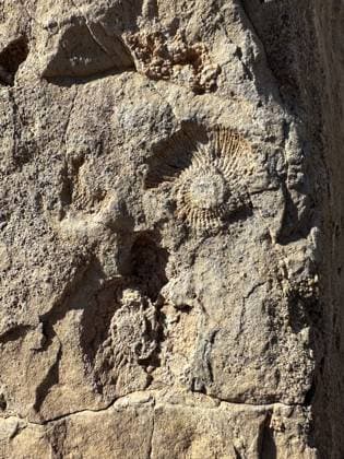 Creative Highlights World A marine fossil in a rock in the Horcones Valley in Aconcagua Provincial Park, Mendoza Province, Argentina. Aconcagua Provincial Park Mendoza Argentina Copyright: xJonxG.xFullerx xVWPicsx 2566-JGF-fossils-Aconcagua Provincial Park-AR