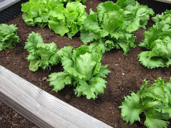 IMAGO Creative: Garten, Anbau im Hochbeet Selbst gezogener Eisbergsalat im Hochbeet aus Holz Selbst gezogener Eisbergsalat im Hochbeet aus Holz Copyright: xZoonar.com HeikexRaux 18714771