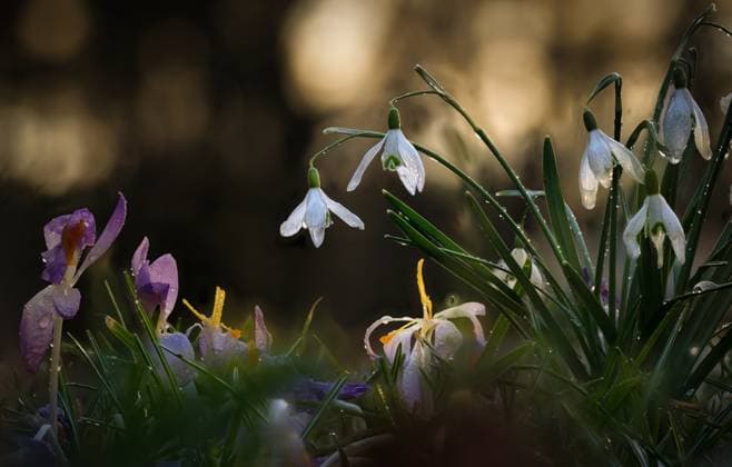 Schneeglöckchen nach dem Regen Snowdrops after a downpour and when the sun is rising are uniquely beautiful. Copyright: xZoonar.com schattenspiel1x 20063481