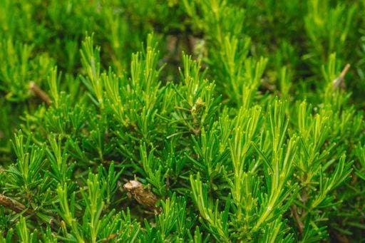 A closeup of rosemary plant in a garden *** einer closeupe des Rosmarin Pflanze ÊIn einer Garten 8565648 RECORD DATE NOT STATED