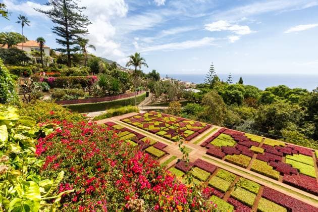 Blumen und Pflanzen im botanischen Garten von Funchal auf der Insel Madeira in Portugal Madeira, Portugal - 13. September 2022: Blumen und Pflanzen im botanischen Garten von Funchal auf der Insel Madeira, Portugal. Copyright: xZoonar.com MarkusxMainkax 20131925