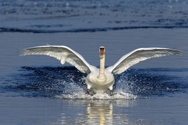  Höckerschwan (Cygnus olor) bei der Landung auf einem zugefrorenen See im Winter, Deutschland, Europa *** Mute Swan Cygnus olor at the Landing at a frozen Lake at Winter, Germany, Europe Copyright: imageBROKER/alimdix/xArterra ibltsm09321730.jpg