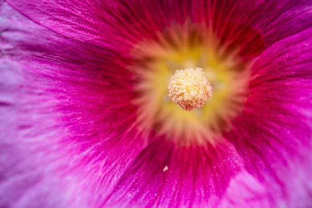 Common hollycock flower, Alcea rosea.. Common hollycock flower, Alcea rosea. Copyright: xZoonar.com TrygvexFinkelsenx 20200076