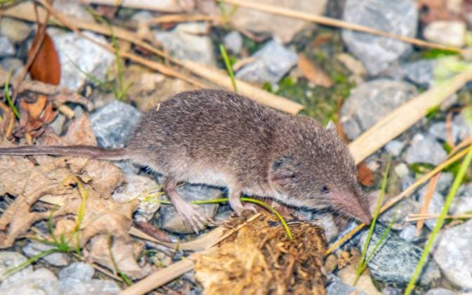 Feldspitzmaus Crocidura leucodon Die Bestimmung ist insofern vage, als sie u.a. über die Zähne, bzw. über das Gebiss erfolgen müsste, dies war bei dieser Freilandaufnahme nicht möglich. Copyright: xZoonar.com Falkex 20203276