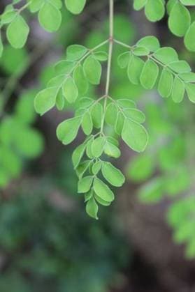 A closeup of moringa green leaves with blurred background *** einer closeupe des moringa Grün verlässt mit unscharf Hintergrund 8607218 RECORD DATE NOT STATED