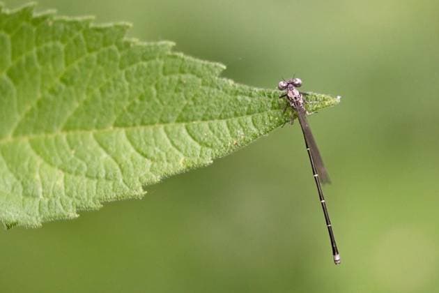 Creative Highlights World June 5, 2023, Heyworth, Illinois, USA: A dancer insect in the Kenneth L. Schroeder Wildlife Sanctuary Heyworth USA - ZUMAl176 20230605_znp_l176_011 Copyright: xAlanxLookx