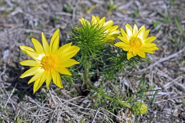 Adonisröschen (adonis), Frühling, Frühlingsfasanenauge (Adonis vernalis), gelbes Fasanenauge, blühende Nieswurz im Frühling, Österreich, Europa *** Adonis florets Adonis , Spring, Spring Pheasant Eye Adonis vernalis , Yellow Pheasant Eye, Flowering hellebore at Spring, Austria, Europe Copyright: imageBROKER/alimdix/xArterra ibltsm09327282.jpg