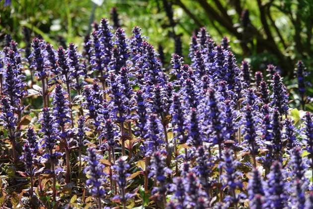 Ajuga reptans Atropurpurea, Roter Guensel, redleaved bugle Ajuga reptans Atropurpurea, Roter Guensel, redleaved bugle Copyright: xZoonar.com PeterxHimmelhuberx 20246052
