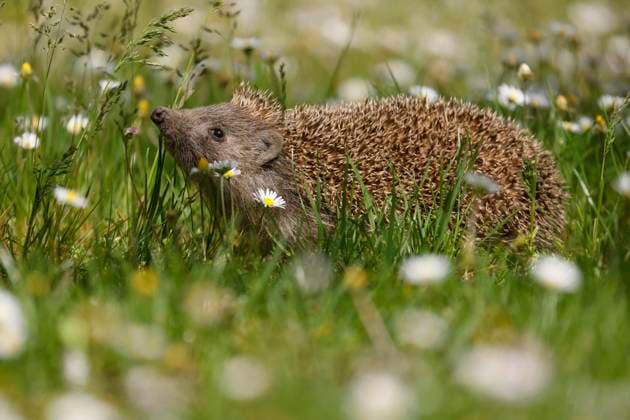  Igel (Erinaceus europaeus) auf einer Wiese, wildlife, Burgenland, Österreich, Europa *** Hedgehog Erinaceus europaeus at a Meadow, wildlife, Burgenland, Austria, Europe Copyright: imageBROKER/RonaldxWittek ibxron09318722.jpg