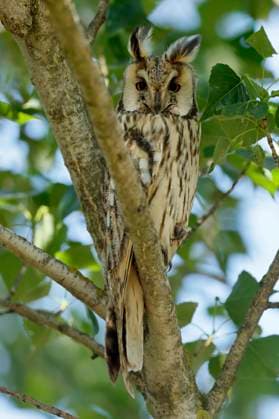  Waldohreule (Asio otus) sitzt in einem Baum, wildlife, Burgenland, Österreich, Europa *** Long-eared Owl Asio Otus sits in a Tree, wildlife, Burgenland, Austria, Europe Copyright: imageBROKER/RonaldxWittek ibxron09318757.jpg