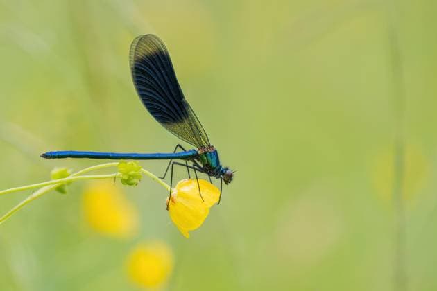 Gebänderte Prachtlibelle (Calopteryx splendens), männlich, an Hahnenfußblüte (Ranunculus), Hessen, Deutschland, Europa *** Banded Splendid dragonfly Calopteryx splendens , Male, to Ranunculus flower Ranunculus , Hesse, Germany, Europe Copyright: imageBROKER WilfriedxMartin ibxwma09318948.jpg