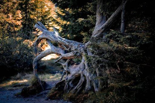 A closeup shot of an old dead tree root surrounded by spruce trees in a forest *** einer closeupe erschossen des An&Verkauf Alte Tot Baum Wurzel umgeben indem Fichte Bäume ÊIn einer Wald 8824170 RECORD DATE NOT STATED