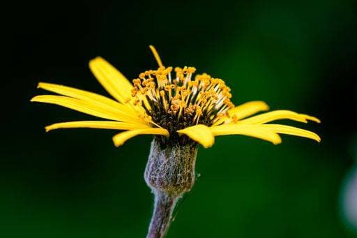 A closeup of a yellow summer ragwort flower *** einer closeupe des einer Gelb Sommer Ragwurz Blume 8828154 RECORD DATE NOT STATED