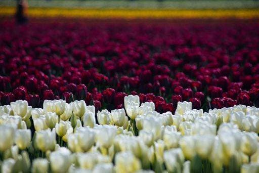 A garden full of white and purple tulips *** einer Garten voll des weiß und lila Tulpen 8881196 RECORD DATE NOT STATED