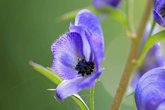 Hochgiftige Pflanzen in der Natur und Gärten Die Blüte vom Blauen Eisenhut, der als die giftigste Pflanzenart Europas gilt und durch das Gift Aconitin in kürzester Zeit selbst bei minimaler Dosis einen qualvollen Tod bringen kann. Alle Pflanzenteile sind giftig und können auch durch die Haut in den Körper eindringen. Daher sind Handschuhe bei Kontakt zwingend erforderlich. *** Highly toxic plants in nature and gardens The blossom of aconite, which is considered the most poisonous plant species in Europe and can bring an agonizing death in a very short time even with a minimal dose due to the poison aconitine All parts of the plant are poisonous and can also penetrate the body through the skin Therefore, gloves are mandatory in case