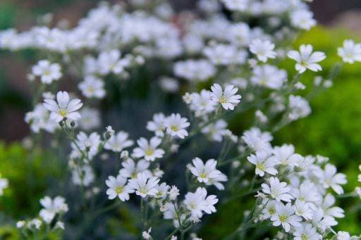 The delicate Snow-in-summer flowers (Cerastium tomentosum) on the blurred background *** der Zarte Schnee ÊIn Sommer Blumen Cerastium tomentosum am der unscharf Hintergrund 8902321 RECORD DATE NOT STATED