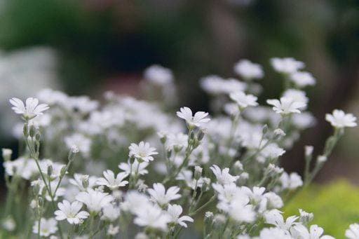 The delicate Snow-in-summer flowers (Cerastium tomentosum) on the blurred background *** der Zarte Schnee ÊIn Sommer Blumen Cerastium tomentosum am der unscharf Hintergrund 8902322 RECORD DATE NOT STATED