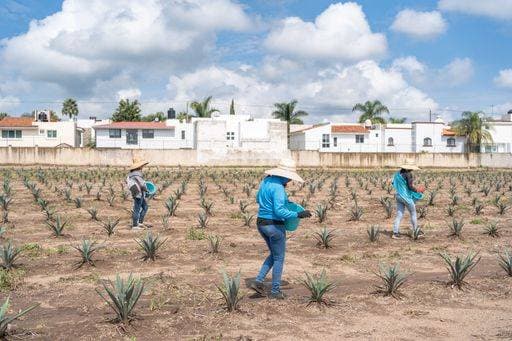 The farmers work in the agave jima in the field to take to the tequila factory. Tequila, Jalisco, Mexico - August 15, 2020: *** der Bauern Arbeit ÊIn der Agaven jima ÊIn der Feld an nehmen an der tequila Fabrik Tequila, Jalisco, Mexiko August 15, 2020 8907154 RECORD DATE NOT STATED