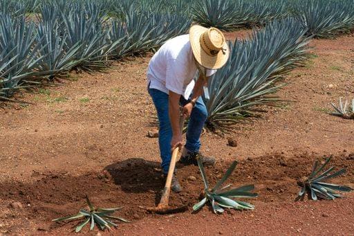 The farmers work in the agave jima in the field to take to the tequila factory. Tequila, Jalisco, Mexico - August 15, 2020: *** der Bauern Arbeit ÊIn der Agaven jima ÊIn der Feld an nehmen an der tequila Fabrik Tequila, Jalisco, Mexiko August 15, 2020 8907200 RECORD DATE NOT STATED