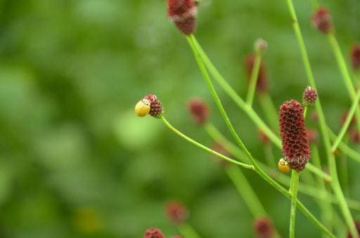 A closeup shot of Sanguisorba officinalis flowers *** einer closeupe erschossen des Sanguisorba officinalis Blumen 9012594 RECORD DATE NOT STATED
