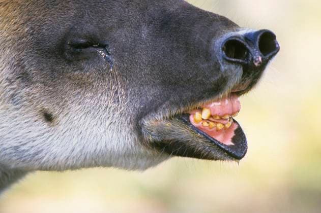 Baird-Tapir, Mittelamerikanischer Tapir (Tapirus bairdii), Baird-Tapire, Mittelamerikanische Tapire, Tapir, Tapire, Huftiere, Säugetiere, Tiere, Unpaarhufer, Baird s Tapir Close up of head *** Baird Tapir, Central American Tapir Tapirus bairdii , Baird Tapirs, Central American Tapirs, Tapir, Tapirs, Ungulates, Mammals, Animals, Odd-toed ungulates, Baird S Tapir Close up of Head Copyright: imageBROKER FLPAx xMarkxNewman iblhoj05516068.jpg