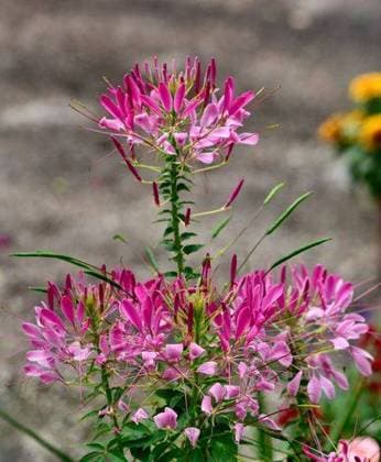 A vertical shot of beautiful pink Cleome hassleriana or spider flowers blooming in a garden *** einer hoch erschossen des Schönes Rosa Cleome hassleriana Oder Spinne Blumen bluehend ÊIn einer Garten 9167096 RECORD DATE NOT STATED