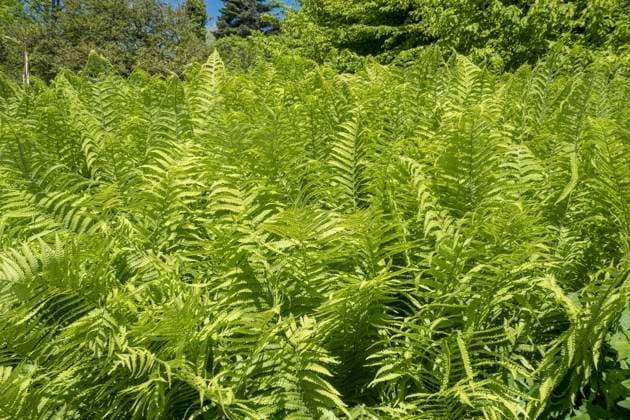 Echter Farn (Dryopteris filix-mas), Mainau, Baden-Württemberg, Deutschland, Europa Echter Wurmfarn (Dryopteris filix-mas), in einem Park, Baden-Württemberg, Deutschland *** True fern Dryopteris filix mas , Mainau, Baden Württemberg, Germany, Europe True worm fern Dryopteris filix mas , in a park, Baden Württemberg, Germany