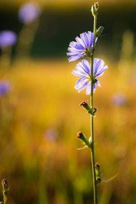 A vertical closeup of common chicory, Cichorium intybus. Reno, Nevada. *** einer hoch closeupe des Gemeine chicory, Cichorium intybus Reno, Nevada 9367652 RECORD DATE NOT STATED