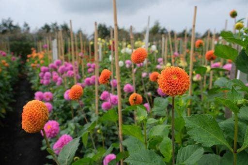 A scenic view of colorful dahlia flowers growing in the field under the gloomy sky *** einer landschaftlich Ansicht des farbenfroh Dahlie Blumen wachsend ÊIn der Feld unterhalb der düsterer Himmel 9458916 RECORD DATE NOT STATED