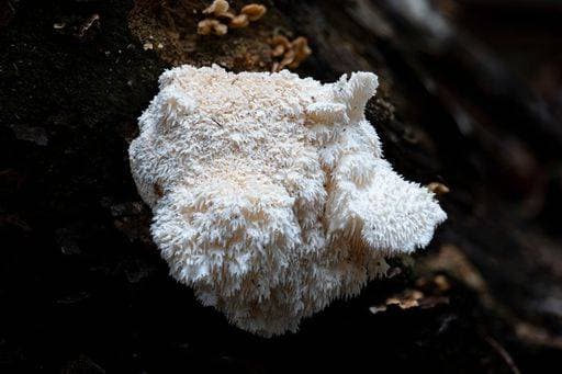 A closeup of a tiered tooth fungus (Hericium cirrhatum) *** einer closeupe des einer gestuft Zahn fungus Igelstachelbart cirrhatum 9566203 RECORD DATE NOT STATED