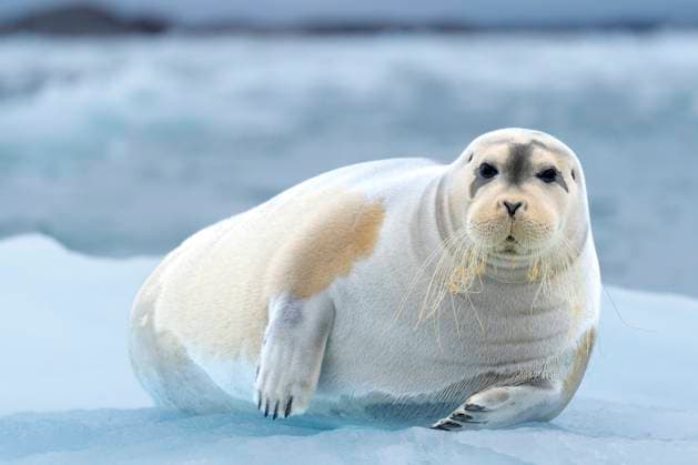 Creative Highlights World bearded seal on iceberg in north ocean around svalbard (CTKxPhoto OndrejxZaruba) CTKPhotoF202305130000601  CTKPhotoF202305130000601