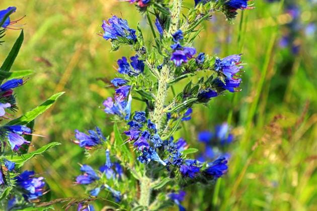 Wildkräuter in der Landschaft Die blauen Blüten vom Natternkopf zu Beginn der Sommerzeit *** Wild herbs in the landscape The blue flowers of vipers bugloss at the beginning of the summer season