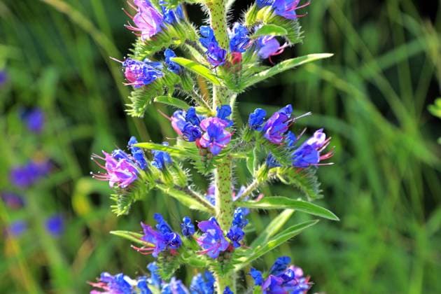 Wildkräuter in der Landschaft Die blauen Blüten vom Natternkopf zu Beginn der Sommerzeit *** Wild herbs in the landscape The blue flowers of vipers bugloss at the beginning of the summer season