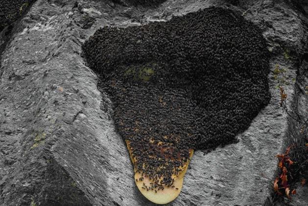 Creative Highlights World June 5, 2023, Sindhupalchowk, Nepal: A swarm of wild bees is seen on a honeycomb during the honey hunting season. In the enchanting hills of Nepal, an age-old tradition called honey hunting unfolds, as brave individuals venture into the treacherous cliffs in search of nature s golden nectar. With just a single rope as their lifeline, these honey hunters scale great heights, risking their lives for the chance to harvest honeycombs hidden in the heights. Bhotekhosi Rural Municipality in the Sindhupalchowk district serves as their daring playground. Sindhupalchowk Nepal - ZUMAs197 20230605_zaa_s197_287 Copyright: xSkandaxGautamx