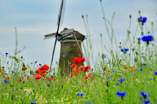 Mohnblumen blühen wieder Mohnblumen blühen am 7. Juni 2023 auf einem Feld bei Neede in den Niederlanden. Im Hintergrund ist die Windmühle De Ole Mölle zu sehen. Neede Niederlande Niederlande _JK19134 *** Poppies bloom again Poppies bloom on 7 June 2023 on a field near Neede in the Netherlands In the background you can see the windmill De Ole Mölle Neede Netherlands JK19134