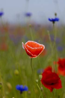 Creative Highlights World Mohnblumen blühen wieder Mohnblumen blühen am 7. Juni 2023 auf einem Feld. Holland Niederlande Niederlande FH0A8811 *** Poppies bloom again poppies bloom on 7 June 2023 in a field Holland Netherlands FH0A8811