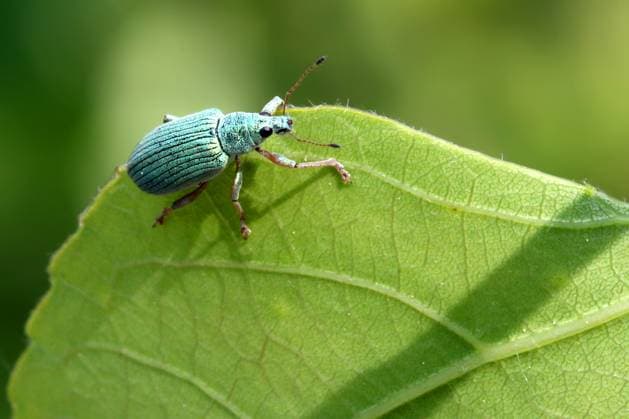 Creative Highlights World Green Immigrant Leaf Weevil Green immigrant leaf weevil (Polydrusus formosus) on a leaf in Markham, Ontario, Canada, on June 10, 2023. Markham Ontario Canada  Copyright: xCreativexTouchxImagingxLtdx originalFilename: friedman-greenimm230610_npJ7y.jpg