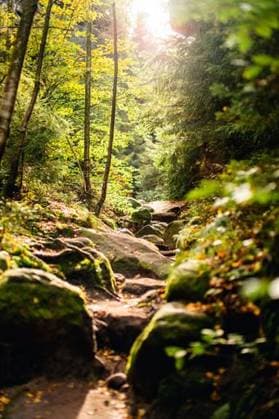 Creative Highlights World The nature of Saxon Switzerland in Germany is beautiful and unique *** der Natur des Sächsische Schweiz ÊIn Deutschland ist Schönes und einzigartig 9741673 RECORD DATE NOT STATED
