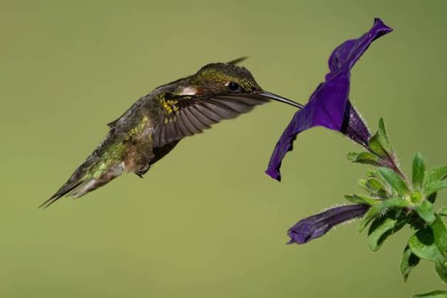 Ruby-throated Hummingbird (Male) Gathering Nectar from a Petunia Pilot Mountain, North Carolina, United States R_EMGX230608-1199462-01