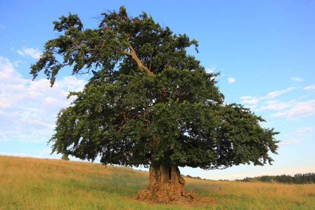 Naturdenkmal, Hutebaum, alte Hutebuche in der Rhön, Rotbuche, Fagus sylvatica, Landkreis Fulda, Hessen, Deutschland