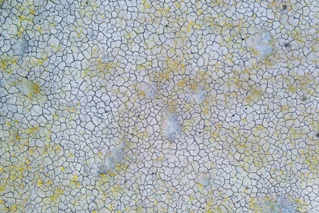 Creative Highlights World Desert Trumpet, Eriogonum inflatum, and blackbrush on a mosaic of cracked earth in the Green River Desert, Utah. Green RIver Green River Desert Utah United States Copyright: xJonxG.xFullerx xVWPicsx 0181-JGF-wildflowers-Desert Trumpet-US-UT