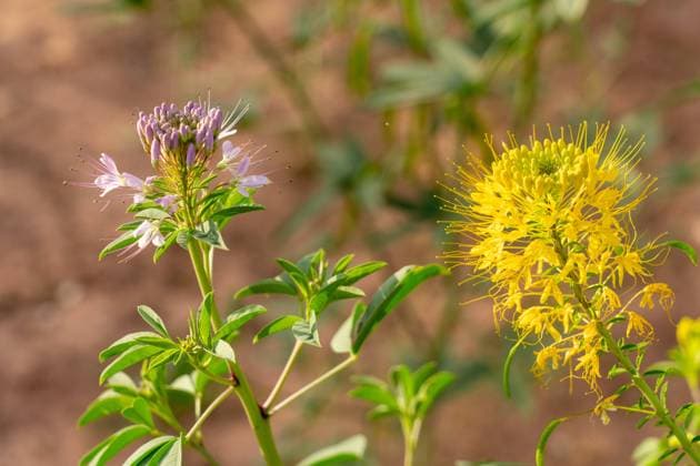 Yellow Beeplant, Cleome lutea, & Rocky Mountain Bee Plant, Cleome serrulata, in bloom. Moab, Utah. Moab Utah United States Copyright: xJonxG.xFullerx xVWPicsx 2595-JGF-wildflowers-Yellow Bee Plant-US-UT