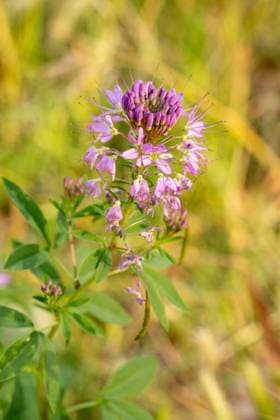 Rocky Mountain Bee Plant, Cleome serrulata, in bloom in spring. Moab, Utah. Moab Utah United States Copyright: xJonxG.xFullerx xVWPicsx 2600-JGF-wildflowers-Rock Mountain Bee Plant-US-UT
