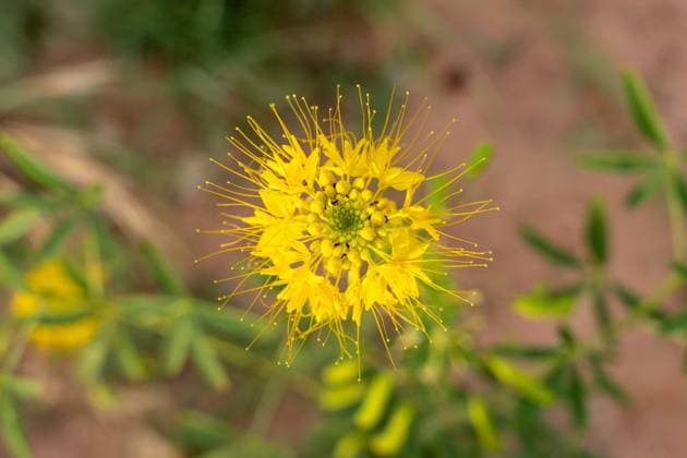 Yellow Beeplant, Cleome lutea, in bloom. Moab, Utah. Moab Utah United States Copyright: xJonxG.xFullerx xVWPicsx 2613-JGF-wildflowers-Yellow Bee Plant-US-UT