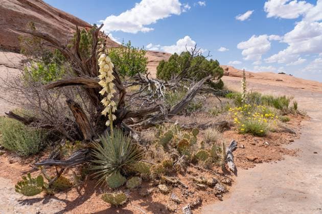 Creative Highlights World Harriman s Yucca, Yucca harrimaniae, in bloom in spring near Moab, Utah. Moab Sand Flats Recreation Area Utah United States Copyright: xJonxG.xFullerx xVWPicsx 2073-JGF-plants-Harriman s Yucca-US-UT