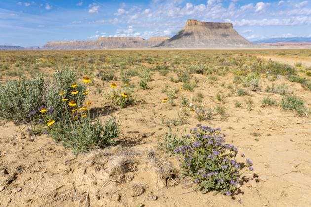Creative Highlights World Common Scorpionweed, Phacelia crenulata, & Hopi Blanketflower, Gaillardia pinnatifida, in bloom with Factory Butte behind. Utah. Caineville Factory Butte Recreation Area Utah United States Copyright: xJonxG.xFullerx xVWPicsx 2333-JGF-wildflowers-Common Scorpion-weed-US-UT